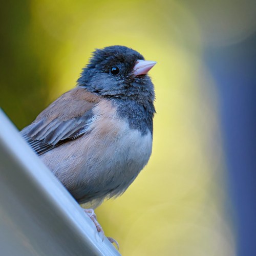 A small bird with a brown and gray plumage perched on a branch, set against a blurred green and blue background.