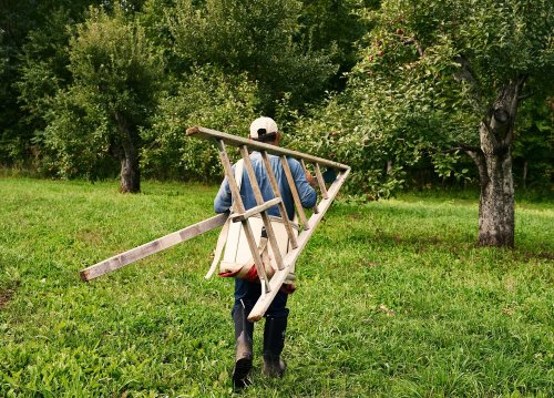 A person carrying a wooden ladder walks through a grassy area with trees in the background.
