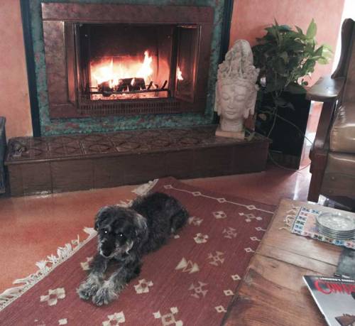 A cozy living room with a dog lying on a rug near a fireplace and a decorative statue of a Buddha.