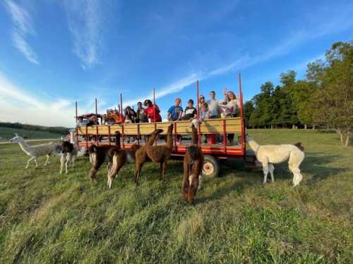 A group of people on a wagon surrounded by llamas in a grassy field under a blue sky.