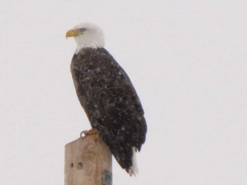 A bald eagle perched on a wooden post, surrounded by falling snowflakes in a gray, overcast sky.