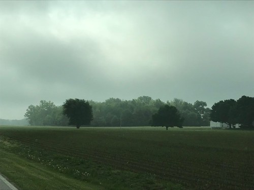 A foggy landscape featuring a field with two trees and a distant tree line under a cloudy sky.