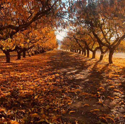 A serene orchard path lined with trees, their leaves vibrant orange and gold, creating a picturesque autumn scene.