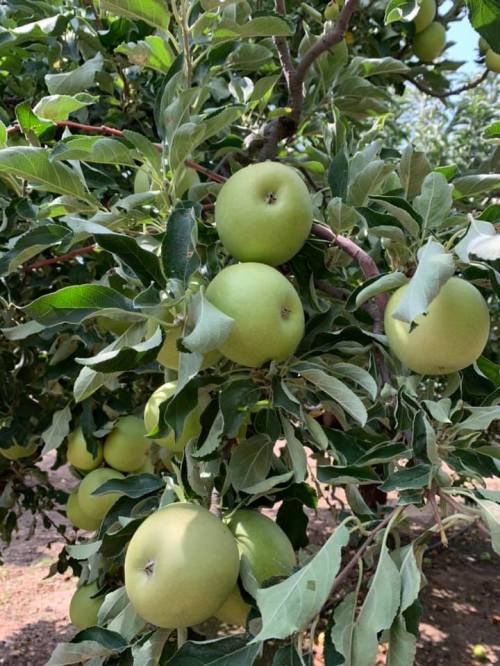 A close-up of a tree branch laden with green apples surrounded by lush green leaves.