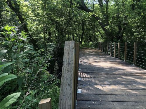 A wooden bridge surrounded by lush green trees and plants, leading into a serene forested area.