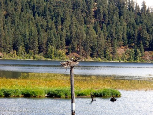 A wooden post with a large nest on top, surrounded by a calm lake and lush green trees in the background.