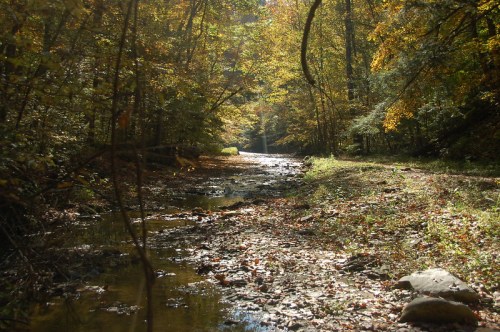 A serene forest scene with a shallow stream, surrounded by trees displaying autumn foliage and dappled sunlight.