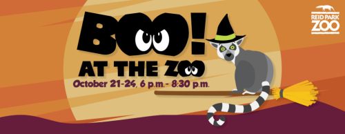 A playful Halloween-themed banner for "Boo! at the Zoo" featuring a lemur in a witch hat on a broomstick.