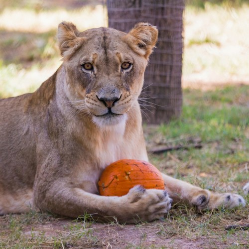 A lioness lies on the ground, holding a small orange pumpkin with her paws, looking directly at the camera.