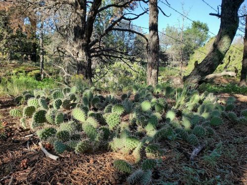 A cluster of cacti surrounded by trees and greenery in a sunlit forest setting.