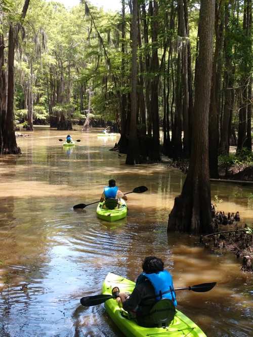Two people kayak through a serene, tree-lined swamp with cypress trees and calm waters.
