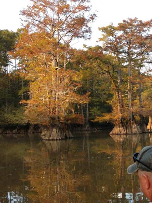 A serene swamp scene with cypress trees displaying autumn colors, reflected in calm water.