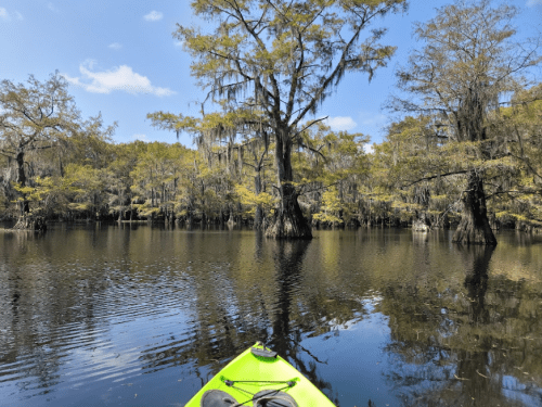 A kayak on calm water surrounded by cypress trees and Spanish moss under a clear blue sky.
