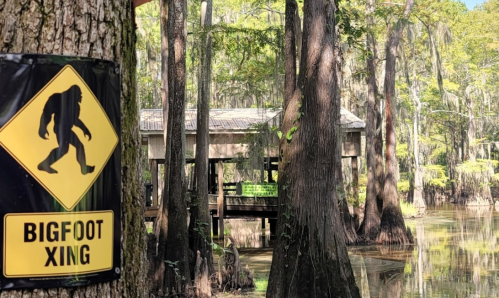 A "Bigfoot Xing" sign on a tree near a swampy area with cypress trees and a wooden structure in the background.