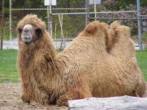 A large, fluffy Bactrian camel resting on the ground, with a serene expression and two prominent humps.