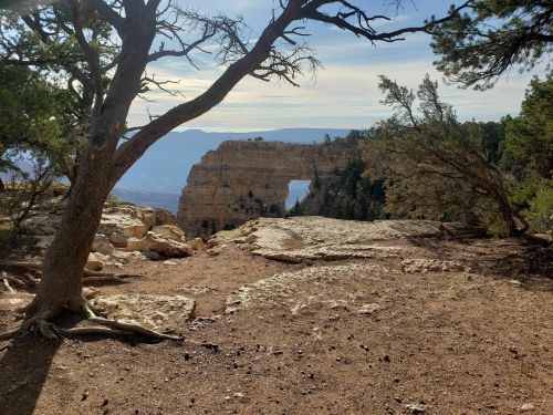 A rocky landscape with trees, featuring a distant cliff and a clear sky at the Grand Canyon.