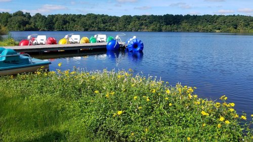 Colorful paddle boats lined up at a dock by a calm lake, surrounded by green grass and yellow wildflowers.
