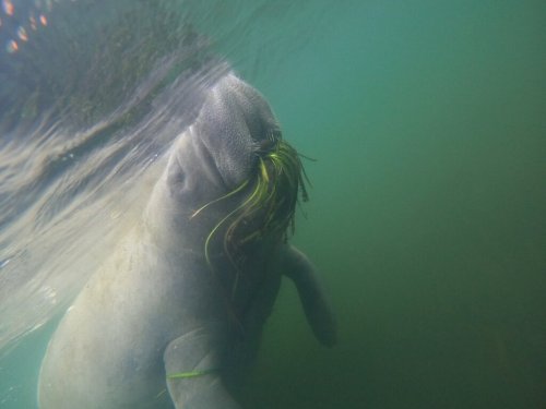A manatee swimming underwater, with sea grass in its mouth, partially surfaced in a greenish water environment.