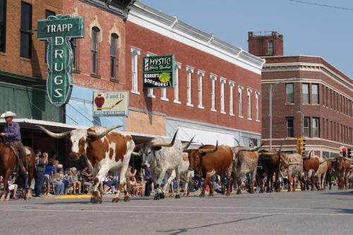 A parade featuring longhorn cattle walking down a street lined with spectators and historic buildings.