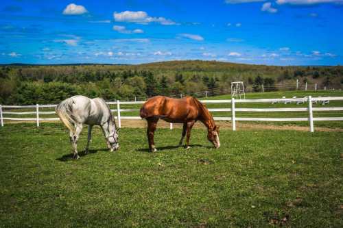 Two horses, one gray and one brown, graze on green grass in a sunny pasture with a white fence and trees in the background.