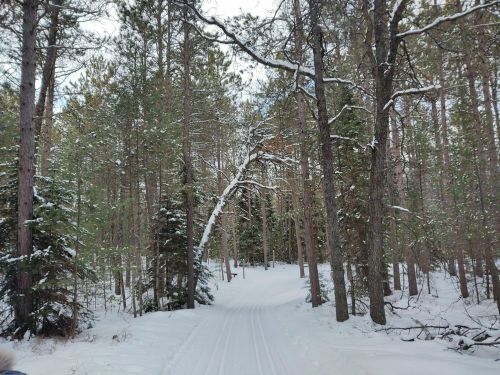A snowy path winding through a forest of tall pine trees, with a clear sky peeking through the branches.