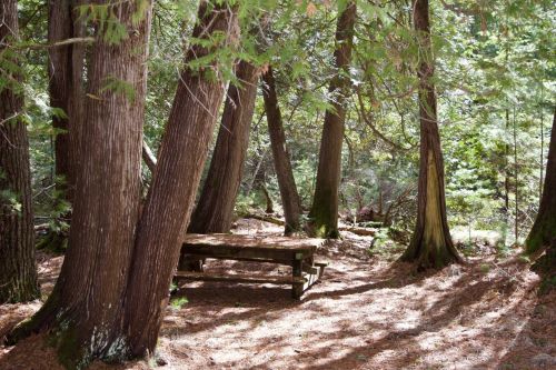 A serene forest scene with tall trees and a wooden picnic table surrounded by dappled sunlight on the ground.