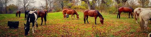 A group of horses grazing in a grassy field surrounded by trees and autumn foliage.
