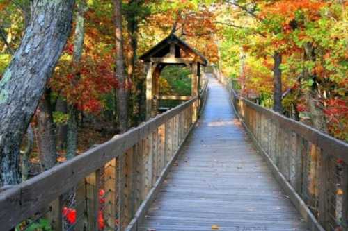 A wooden bridge surrounded by vibrant autumn foliage, leading into a serene forest path.