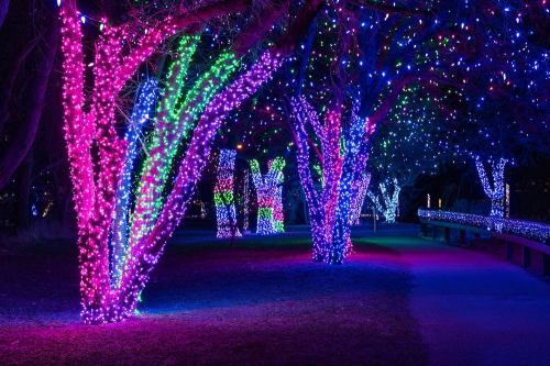 Colorful trees adorned with vibrant holiday lights in a nighttime park setting.