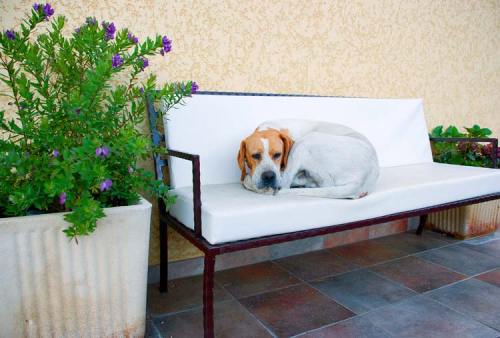 A relaxed dog curled up on a white bench, surrounded by potted plants against a textured wall.