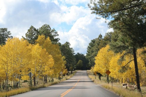 A scenic road lined with vibrant yellow trees under a partly cloudy sky.