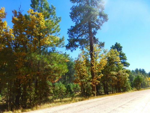 A dirt road lined with tall trees displaying vibrant autumn foliage under a clear blue sky.