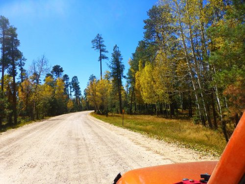 A dirt road winds through a forest with tall trees and autumn foliage under a clear blue sky.