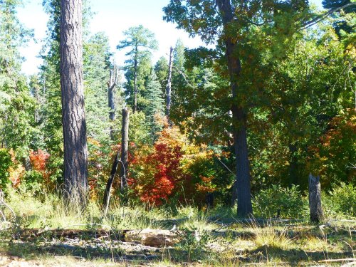 A vibrant forest scene with tall trees and colorful autumn foliage in shades of red and orange.