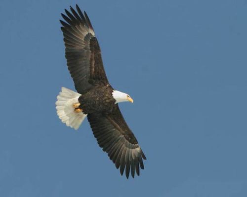 A bald eagle soaring gracefully against a clear blue sky, wings fully extended.