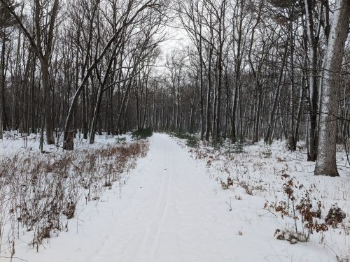 A snowy path through a forest with bare trees and patches of grass on either side.