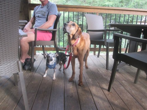 Two dogs stand on a wooden deck, one large and brown, the other small and black with a blue harness, near a person sitting.