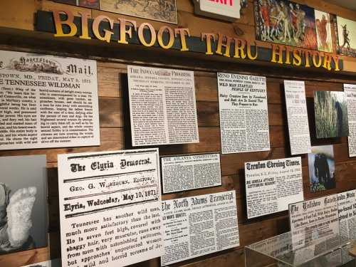 Exhibit titled "Bigfoot Thru History" featuring various historical newspaper articles and documents about Bigfoot.
