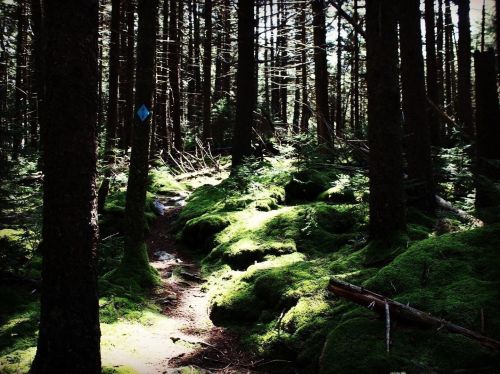 A serene forest scene with tall trees and a moss-covered path illuminated by soft light.