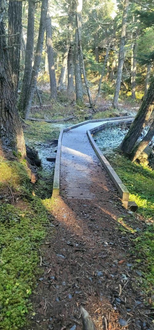 A winding wooden path through a forest, surrounded by trees and moss, leading towards a serene, natural setting.