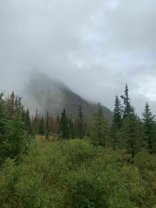 A misty landscape featuring dense green trees and a mountain shrouded in fog.