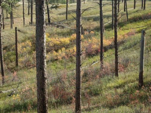 A serene landscape featuring tall trees and colorful foliage in a grassy field, showcasing autumn hues.
