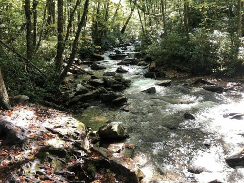 A serene forest scene featuring a flowing stream surrounded by lush greenery and scattered rocks.