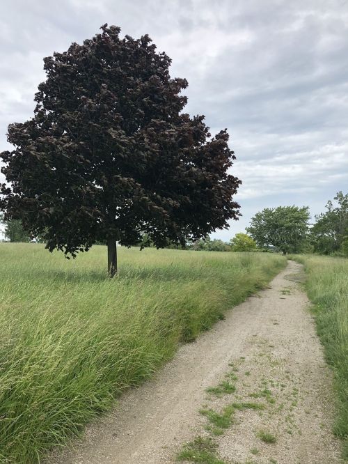 A solitary tree stands beside a winding gravel path through tall grass under a cloudy sky.