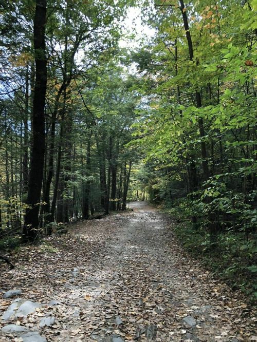 A serene forest path lined with trees, covered in fallen leaves, leading into a lush green landscape.