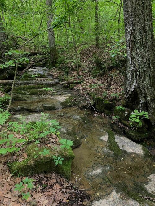 A serene forest scene featuring a small stream flowing over rocks, surrounded by lush green foliage and trees.