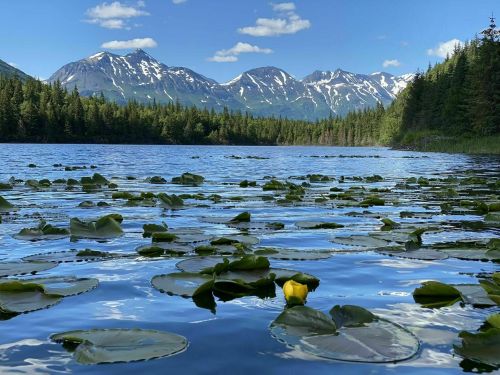 A serene lake surrounded by mountains, with lily pads floating on the water under a clear blue sky.