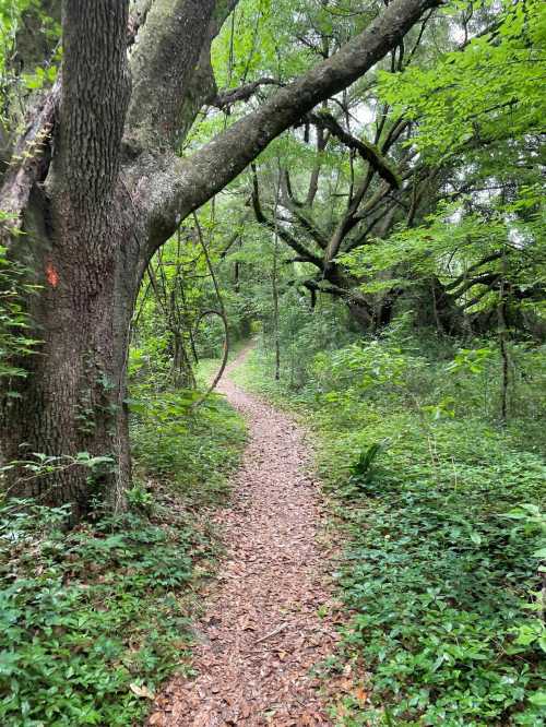 A winding dirt path through a lush, green forest with large trees and dense foliage on either side.