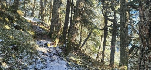A serene forest path surrounded by tall trees and a dusting of snow on the ground.