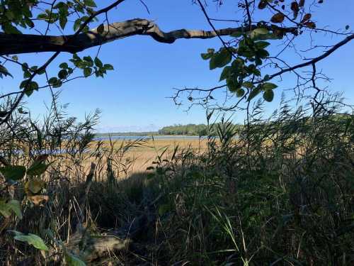 A serene view of a marshland framed by branches and foliage, with water and distant trees under a clear blue sky.